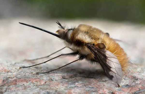 Zbliżenie Makro Muchy Pszczoły Powierzchni Skały Widzianej Boku — Zdjęcie stockowe