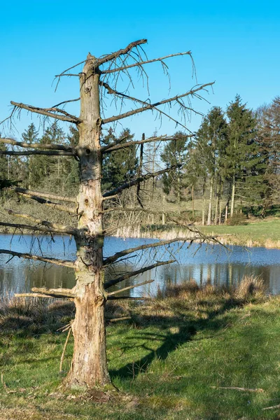 Dead Tree Meadow Lake Ind Background Clear Blue Sky — Stock Photo, Image