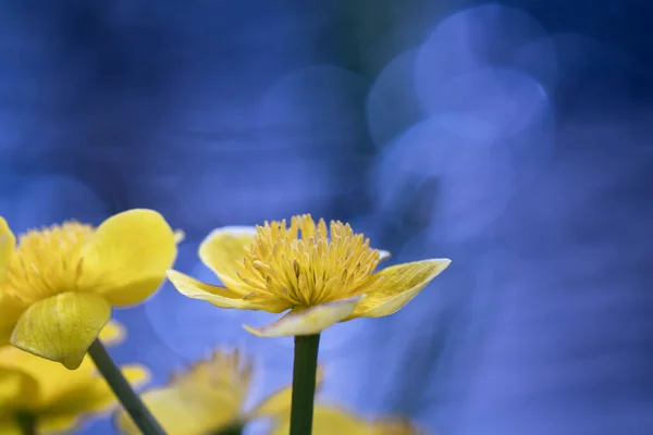 Zblízka Žluté Bažiny Marigold Květ Velkými Kruhy Krásné Modré Rozmazané — Stock fotografie