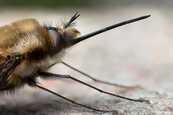 Zavřít Makro Včelí Muškařské Hlavy Skalním Povrchu Boku — Stock fotografie
