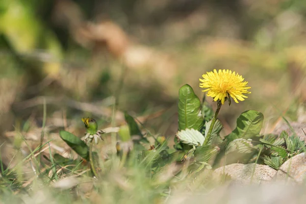 Žlutá Pampeliška Květ Přírodě Rozmazané Popředí Pozadí — Stock fotografie
