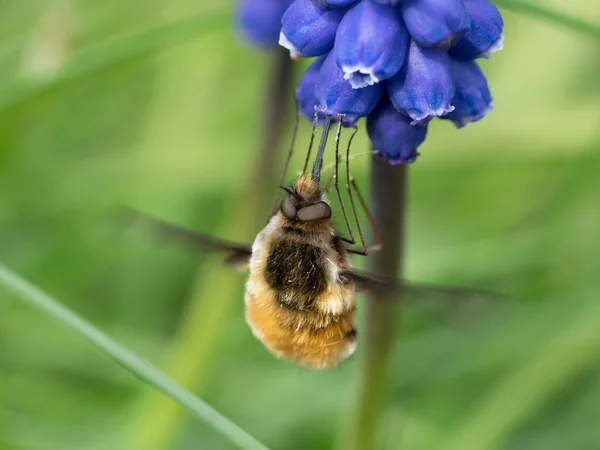 Close Macro Bee Fly Sucking Nectar Blue Grape Hyacinth Flower — Stock Photo, Image