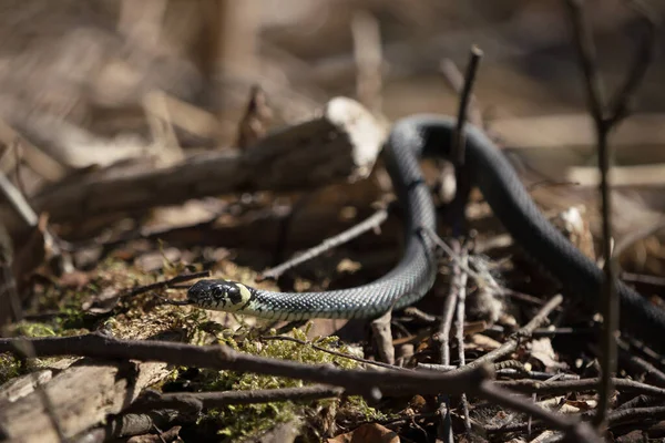 Close Grass Snake Its Invironment Focus Head — Stock Photo, Image