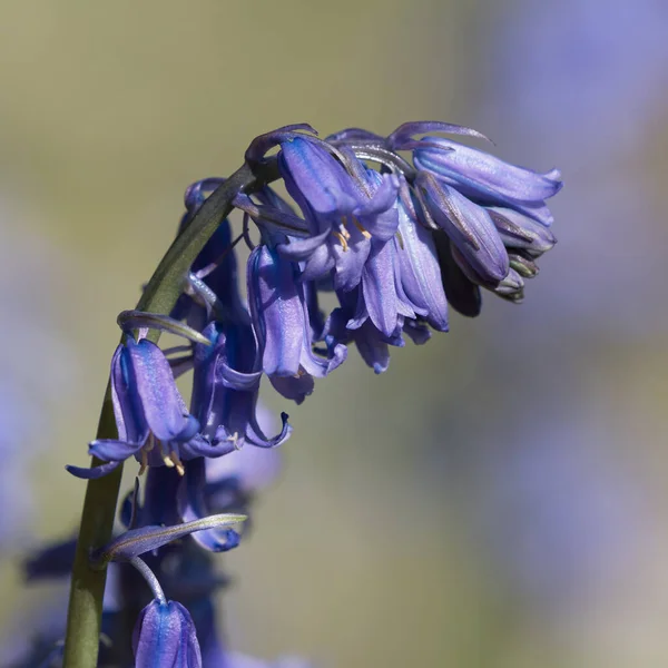 Close Macro Common Bluebell Flower Blurred Background — Stock Photo, Image