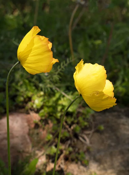 Close Zijaanzicht Van Twee Gele Papaver Bloemen — Stockfoto