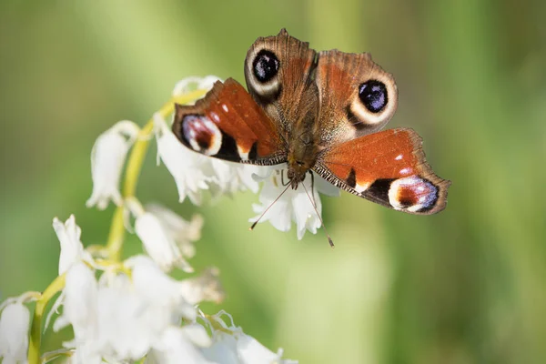 脸朝下的孔雀蝴蝶坐在一朵白色的蓝铃花上吸吮着从后面看到的花蜜 绿色的背景模糊不清 — 图库照片