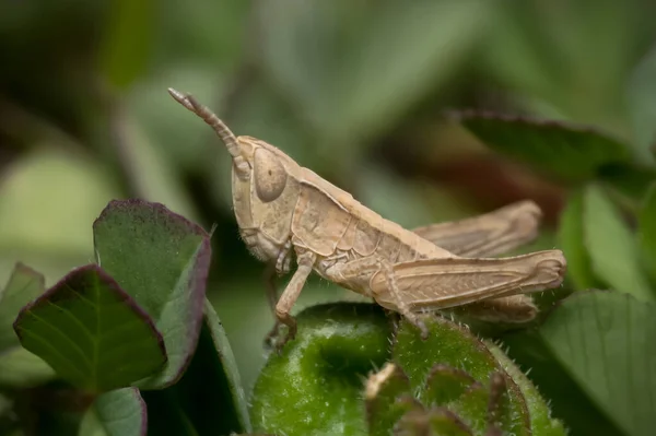 Sidovy Makro Små Gräshoppor Sitter Gröna Blad — Stockfoto