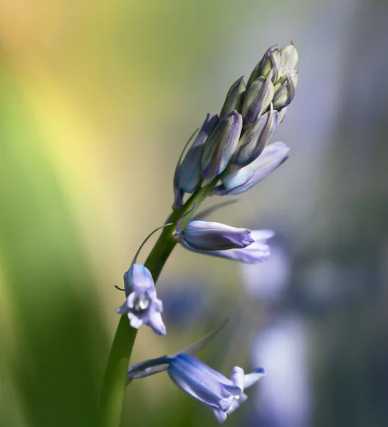 Close Macro Common Bluebell Flower Buds Beautiful Blurred Background — Stock Photo, Image