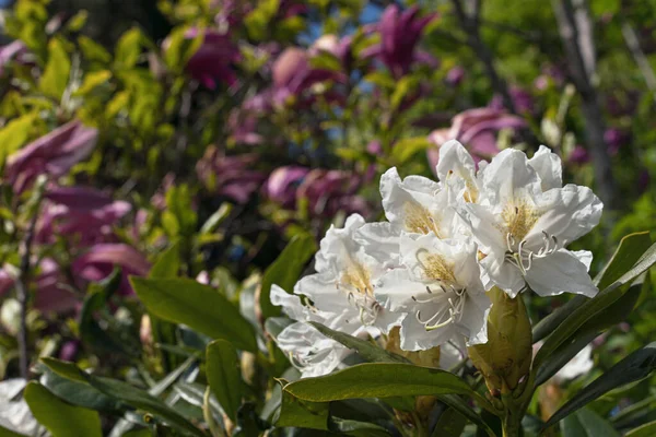 Close White Rhododendron Flower Lower Right Corner Red Magnolia Flowers — Stock Photo, Image