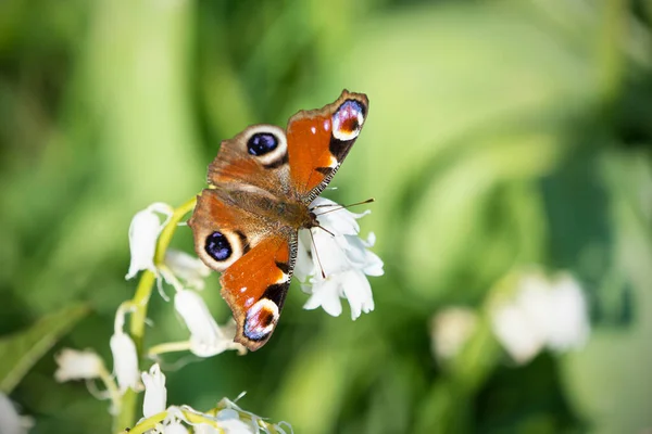 Papillon Paon Face Droite Assis Sur Une Fleur Cloche Bleue — Photo