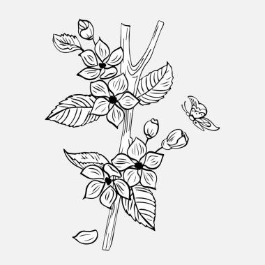 Elle çizilmiş elma tomurcuklanan dal. Bahar çiçekleri. Kadınlar Günü için hediye, anneler günü, doğum günü. Bahar dalı sembolü, bahar logosu. Kelebek, tozlaşma, nektar toplama. Bahar bahçesi. 1.