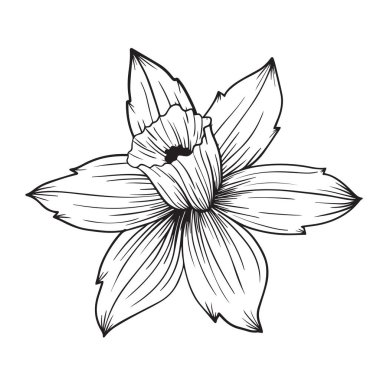 Bahar çiçeği nergis narsisleri büyük bir çiçek açar. Çiçeksel yay arka plan vektör el çizimi. Modaya uygun çiçek desenleri, bağbozumu geçmişleri, tebrik kartları, kumaş, tekstil, baskı için ideal