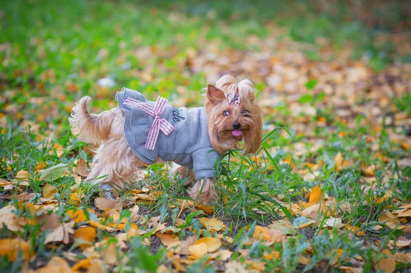 Lap-dog in a blue dress with bows on a background of green grass and yellow leaves