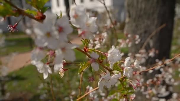 Sakura-Blume aus nächster Nähe, vergrößerte Ansicht — Stockvideo