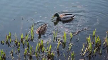 Bir çift ördek kıyıdaki bir gölde yüzüyor.