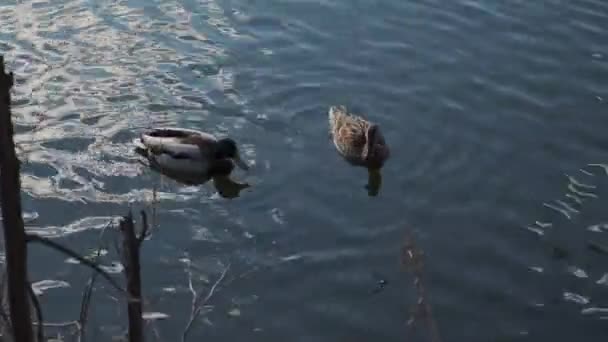 Un par de patos nadan en un estanque junto a la orilla — Vídeo de stock