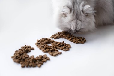 Beyaz kedinin üzerinde kuru yiyecek yazılıydı.