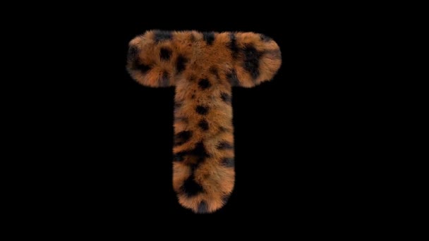 3D动画毛茸茸的动物园豹文字字体 通道T — 图库视频影像