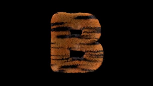 Tipo Texto Tigre Peludo Animado Zoológico Tipográfico Con Canal Alfa — Vídeos de Stock