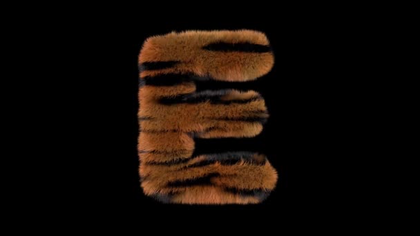 Tipo Texto Tigre Peludo Animado Zoológico Tipográfico Con Canal Alfa — Vídeo de stock