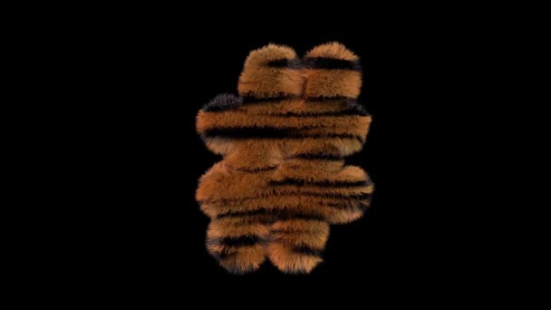 Animated Furry Hairy Zoo Tiger Text Typeface Alpha Channel Hashtag — Stock Video