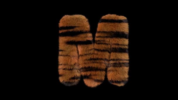 Animated Furry Hairy Zoo Tiger Text Typeface Alpha Channel — 비디오