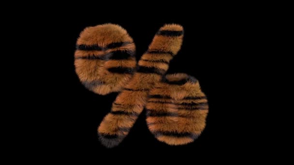 Κινούμενα Τριχωτό Ζωολογικό Κήπο Τίγρης Κείμενο Typeface Άλφα Κανάλι — Αρχείο Βίντεο