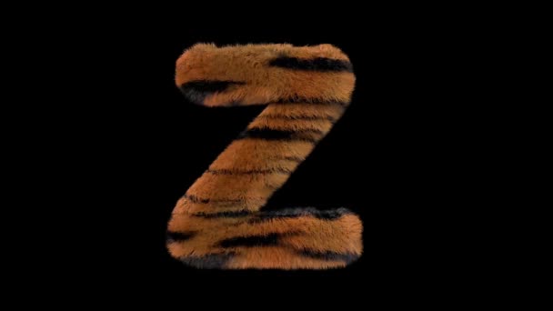 3D动画毛茸茸的动物园老虎文字字体 带有阿尔法通道Z — 图库视频影像