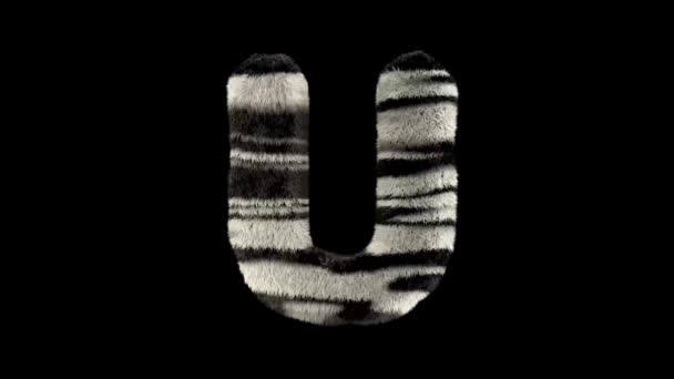 3D动画毛茸茸的动物园斑马文字字体 通道U — 图库视频影像