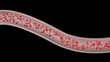 İçinde korona virüsü ve kırmızı kan hücreleri olan kan damarı.