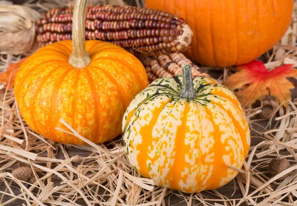 Gourds variopinte di autunno — Foto Stock