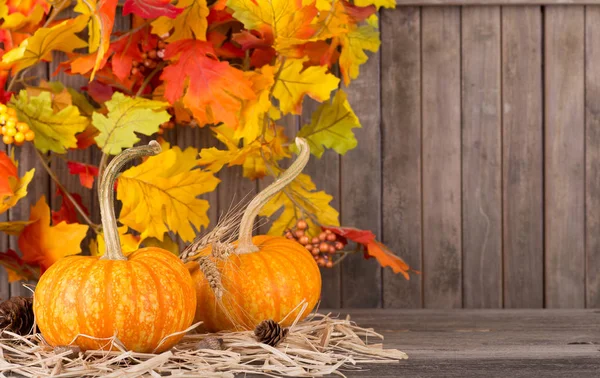 Two Colorful Pumpkins — Stock Photo, Image