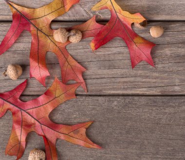 Renkli Meşe yaprağı ve meşe palamutları