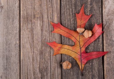 Meşe yaprağı ve meşe palamutları