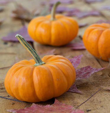 kabaklar ve sonbahar yaprakları