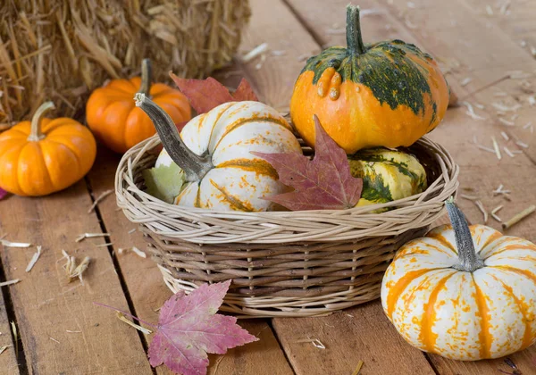 Bunte Herbstkürbisse Stockfoto