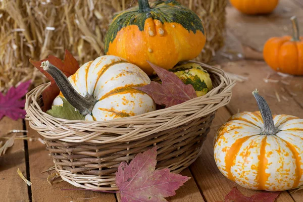 Bunte Herbstkürbisse Stockbild