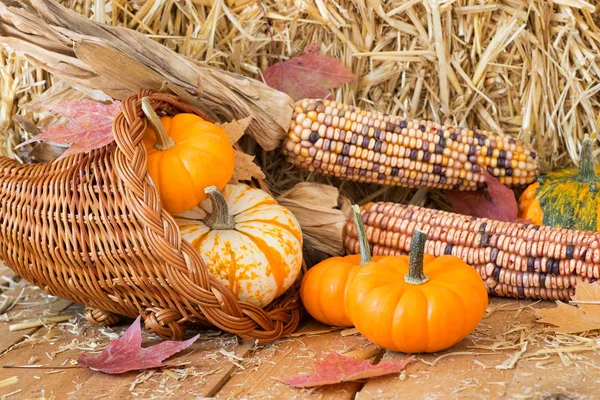 Renkli sonbahar Pumpkins, su kabakları ve Mısır — Stok fotoğraf