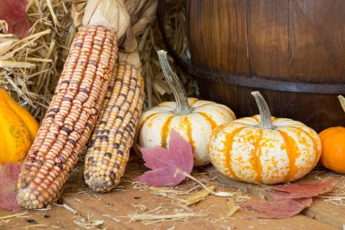 renkli sonbahar su kabakları