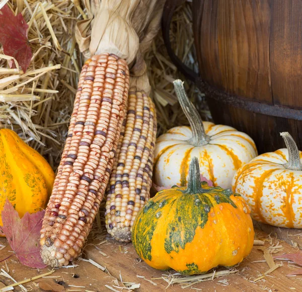 Gourds colorati e mais — Foto Stock