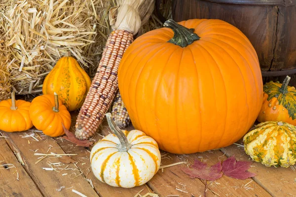 Renkli sonbahar Pumpkins, su kabakları ve Mısır — Stok fotoğraf