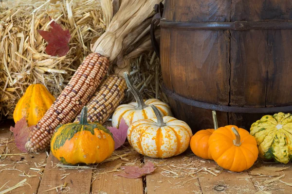 Gourds colorati e mais — Foto Stock