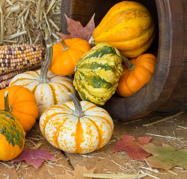 Zucche e Gourds d'autunno — Foto Stock