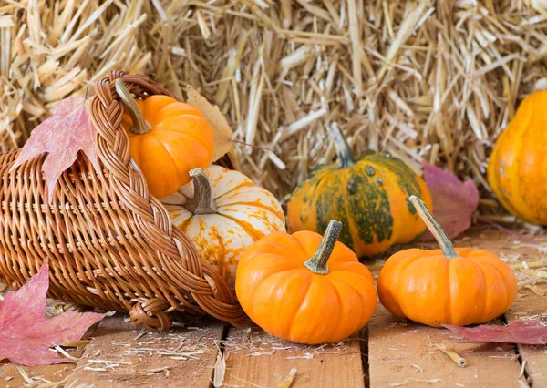Herbstkürbisse und Kürbisse — Stockfoto