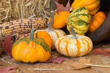 renkli sonbahar su kabakları