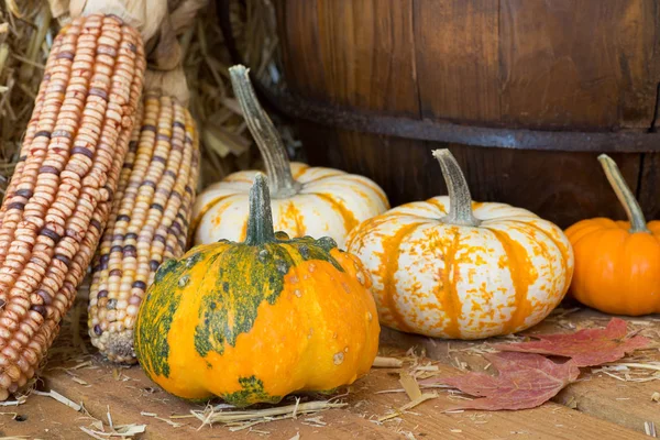 renkli sonbahar su kabakları