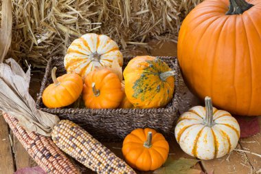 Renkli sonbahar Pumpkins, su kabakları ve Mısır