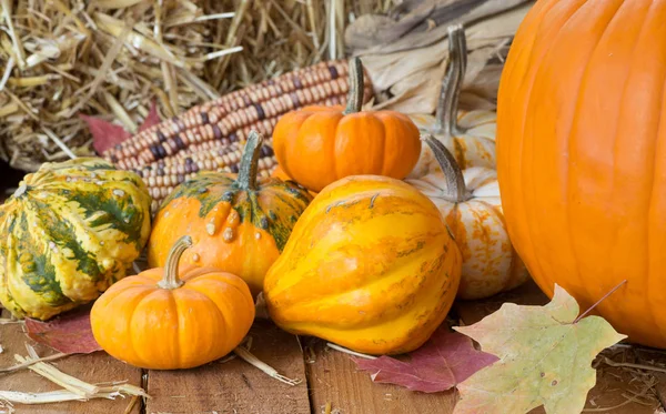 Renkli sonbahar kabaklar ve su kabakları