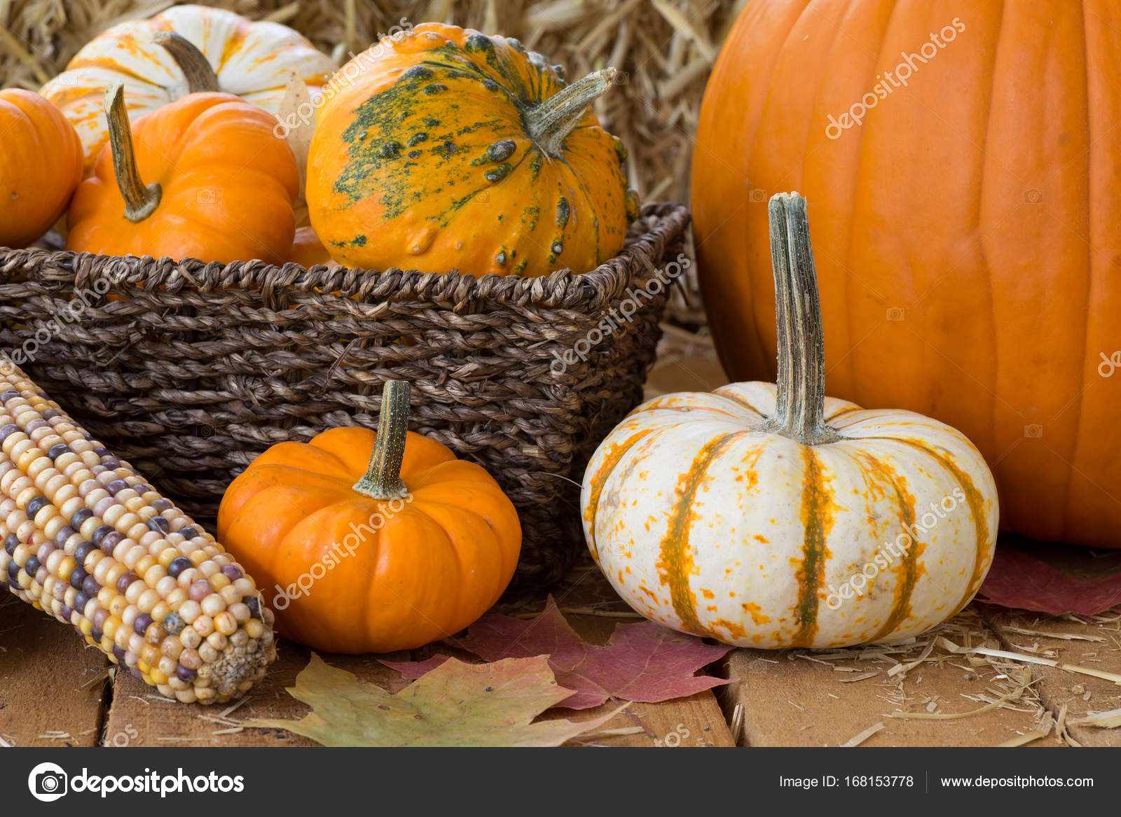 Images gourds and pumpkins Colorful Autumn Pumpkins and Gourds