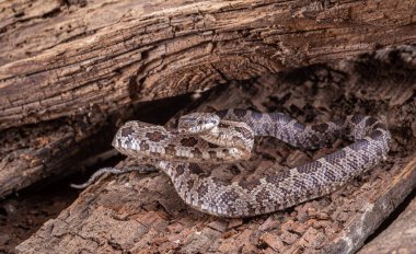 Batı Hognose Yılanı, Heterodon Burnu